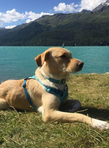 Hund der am Ufer eines Sees liegt - Hundeschule Zürich